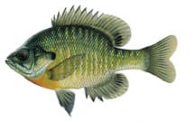 Bluegill