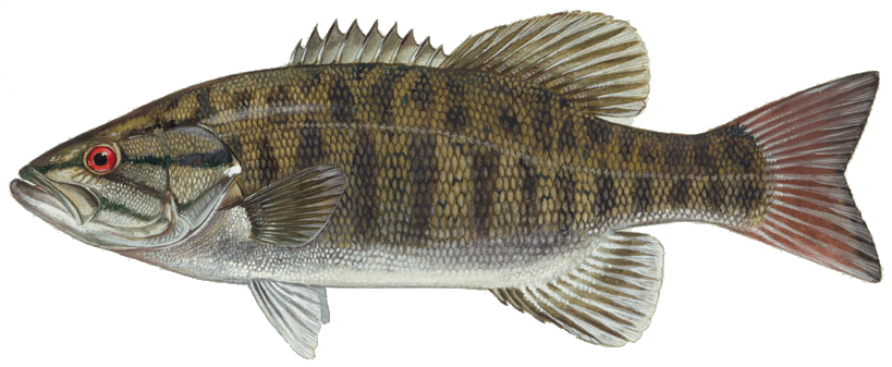 Smallmouth Bass