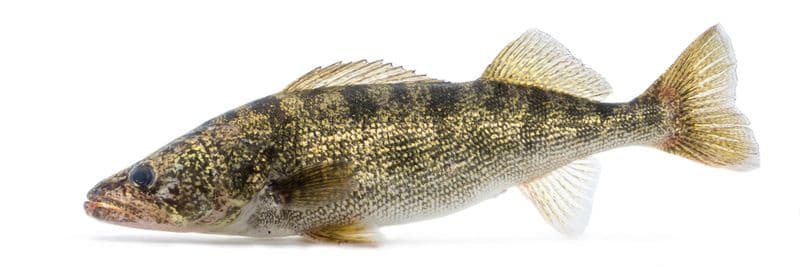 Walleye