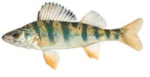 Yellow Perch